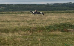 Irish Cob horses for sale: 14hh 6 year old gelding cob - Image 8