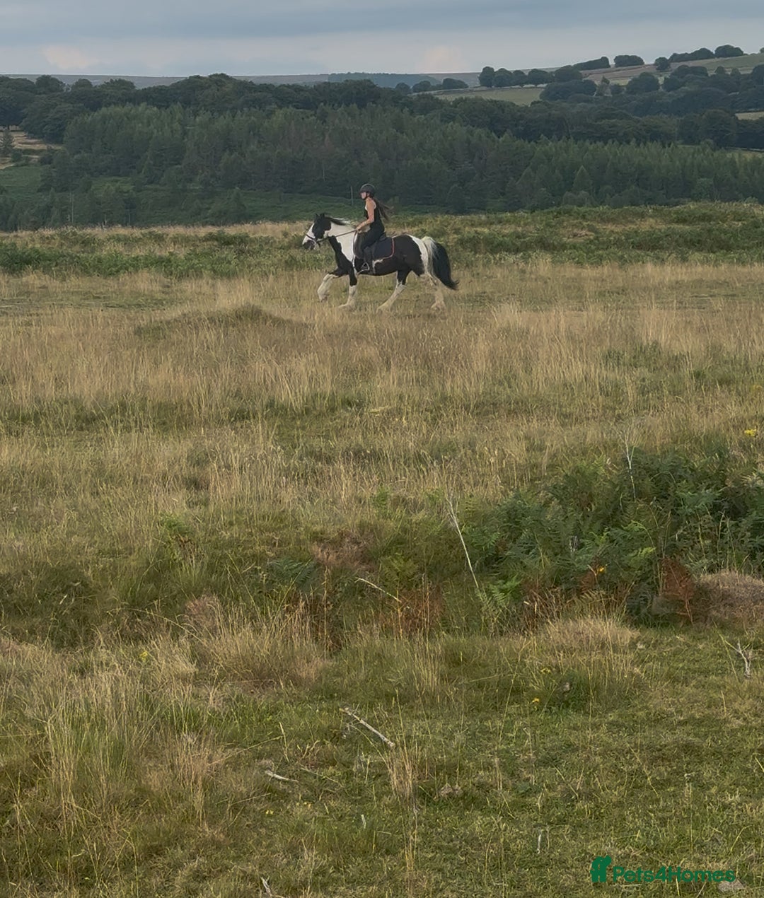 Irish Cob horses for sale: 14hh 6 year old gelding cob - Image 8