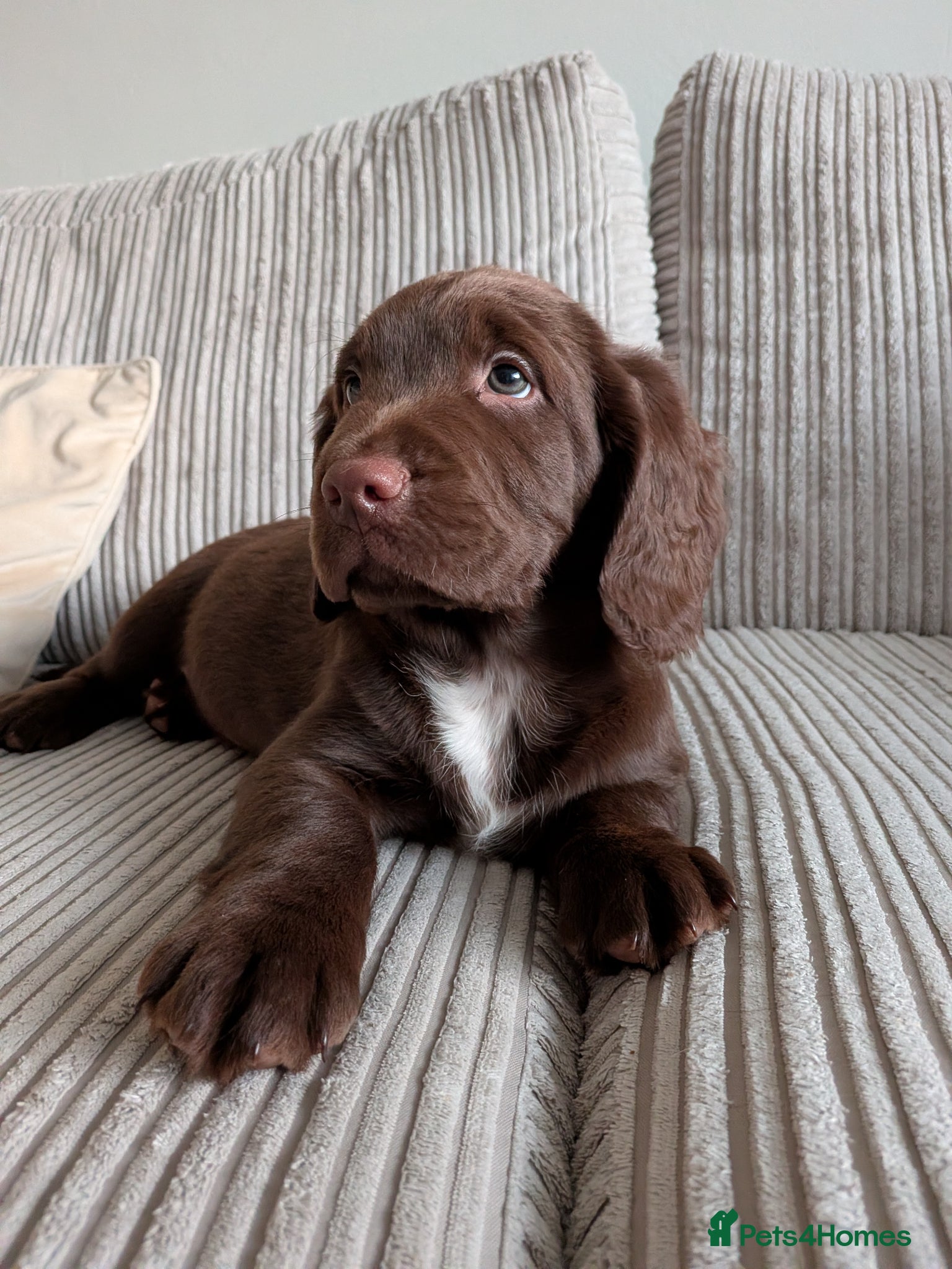 Sprocker dogs boy Sprocker puppy  - Advert 18