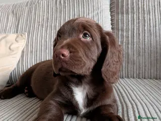 Sprocker dogs boy Sprocker puppy - Advert 18