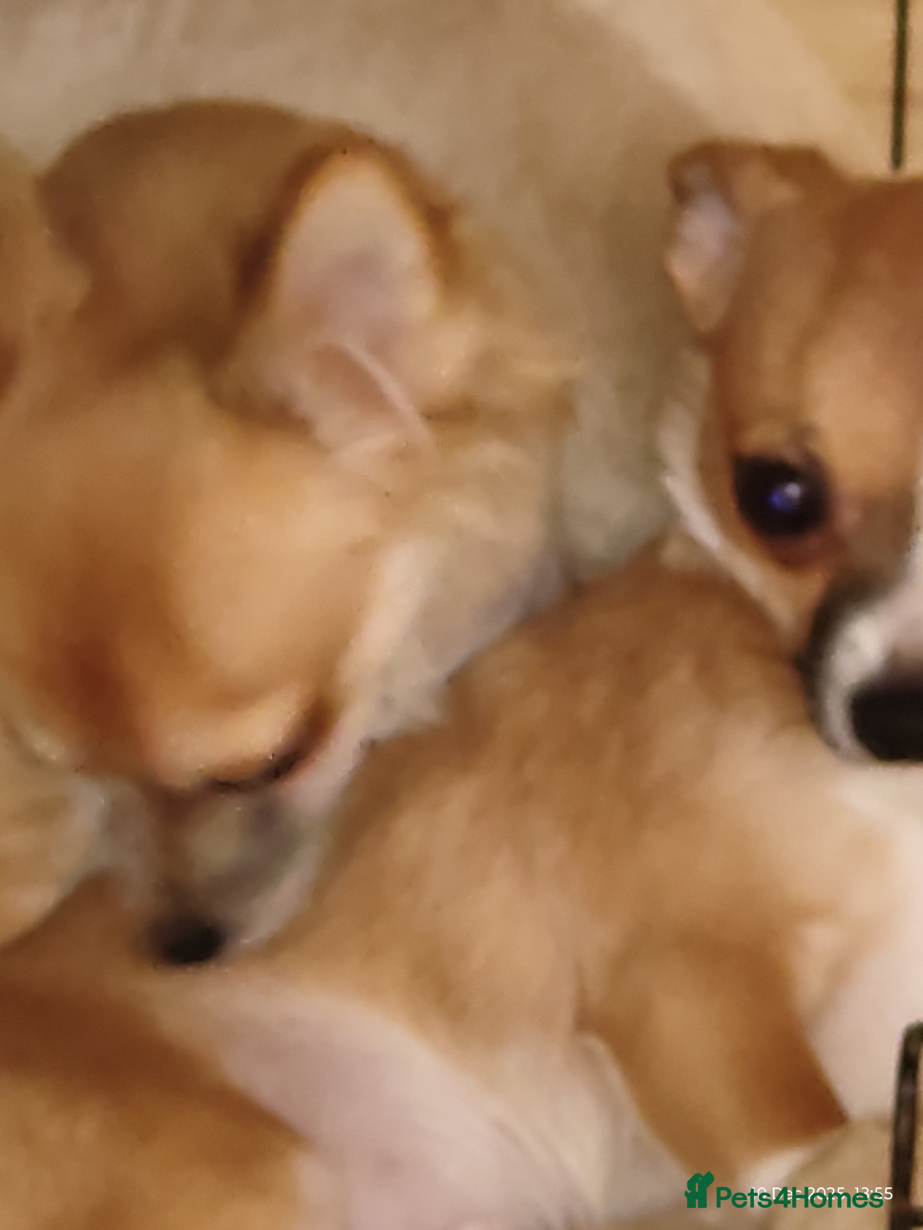 Chihuahua dogs Adorable Loving hand reared ready now Chihuahuas - Advert 18