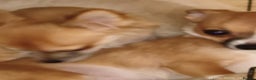 Chihuahua dogs for sale: Adorable Loving hand reared ready now Chihuahuas - Advert 2