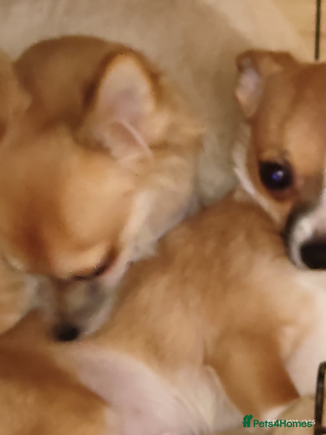 Chihuahua dogs for sale: Adorable Loving hand reared ready now Chihuahuas - Advert 2