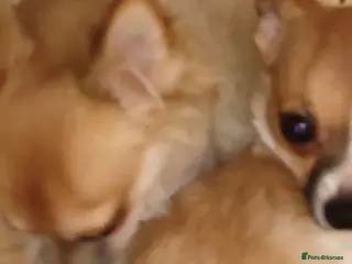 Chihuahua dogs Adorable Loving hand reared ready now Chihuahuas - Advert 18