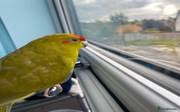 Parakeets birds for sale: Green and red parakeet - Image 1