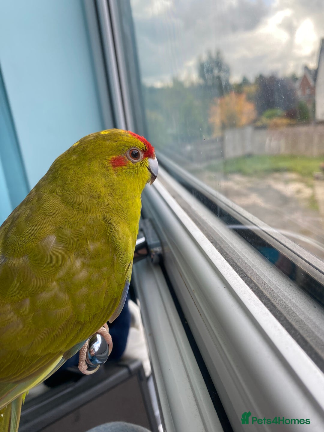 Parakeets birds for sale: Green and red parakeet - Image 1