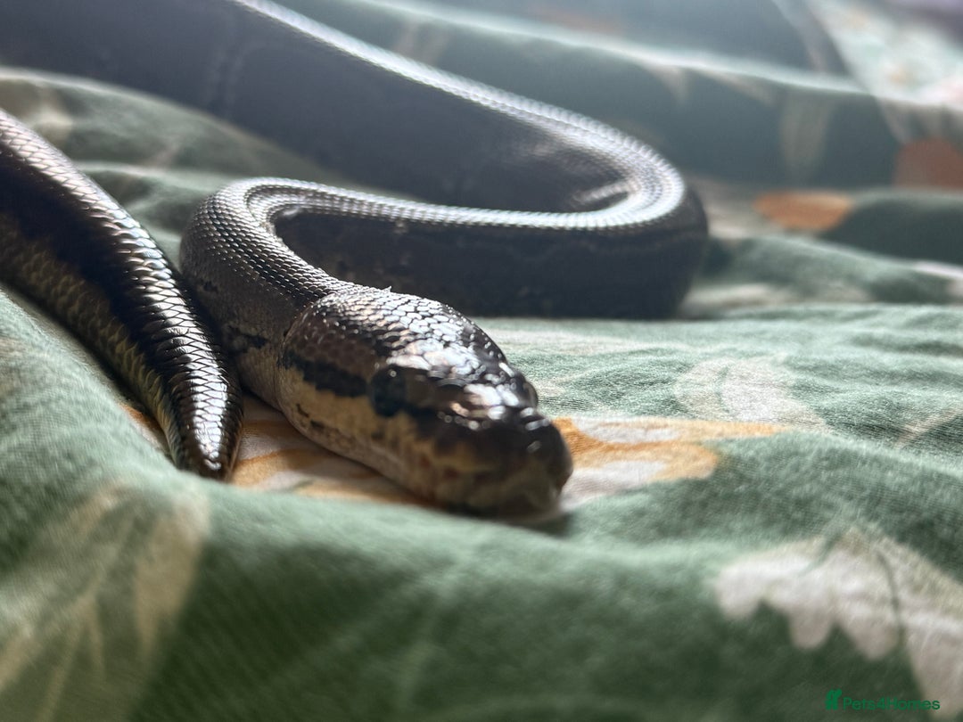 Python Snake reptiles for sale: Two Male Pythons with Full Setups Urgent Rehoming - Image 7