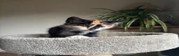 Mixed Breed cats for sale: 4 kittens - 2 male, 2 female  - Advert 24