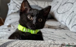 Mixed Breed cats for sale: Beautiful Kittens - Image 20