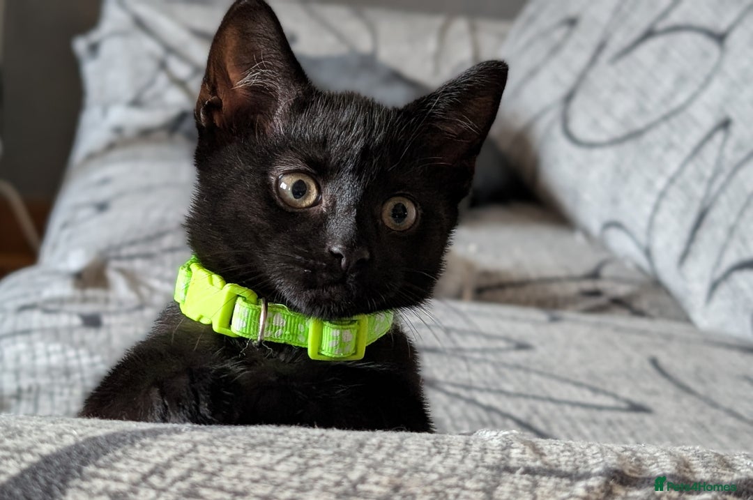 Mixed Breed cats for sale: Beautiful Kittens - Image 20