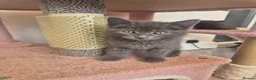 Norwegian Forest Cat cats for sale: Norwegian forest mixed Russian blue - Advert 17