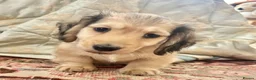 Miniature Dachshund dogs for sale: 🐶 Cream KC Miniature Long haired Dachshund  🐶  - Advert 14
