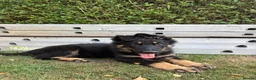 German Shepherd dogs for sale: Gorgeous 14 Week old Female German Shepherd - Advert 4