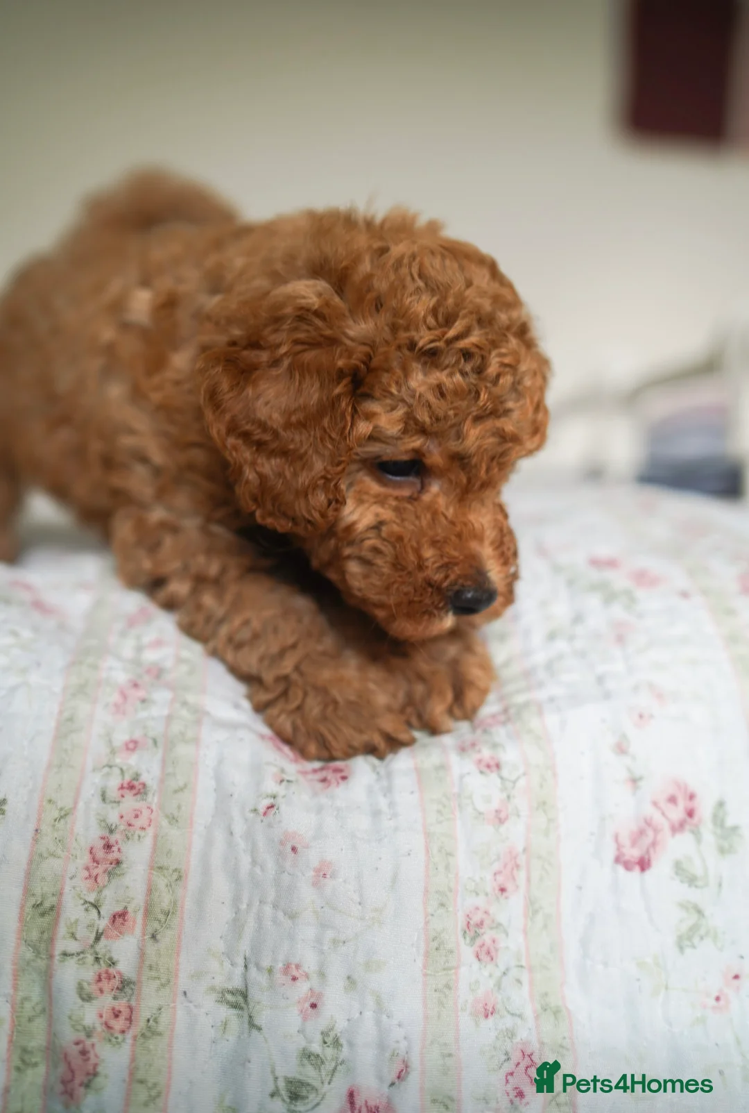 Toy Poodle dogs for stud: Kc health tested toy poodle for stud in Torpoint - Advert 7