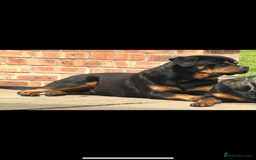 Rottweiler dogs for sale: Rottweiler pups KC Registered + Champ Bloodlines - Image 25