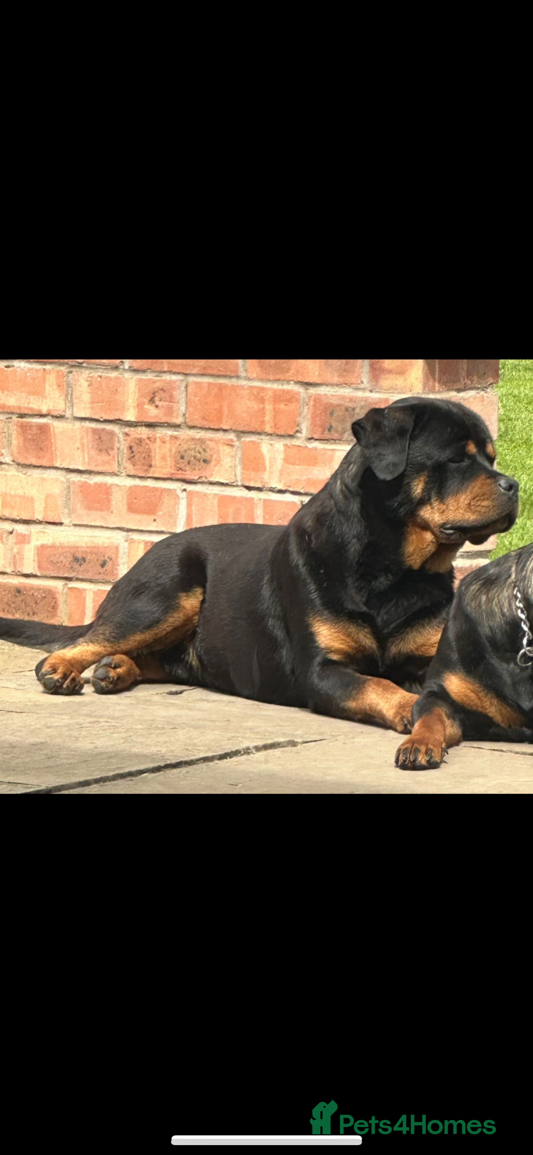 Rottweiler dogs for sale: Rottweiler pups KC Registered + Champ Bloodlines - Image 25