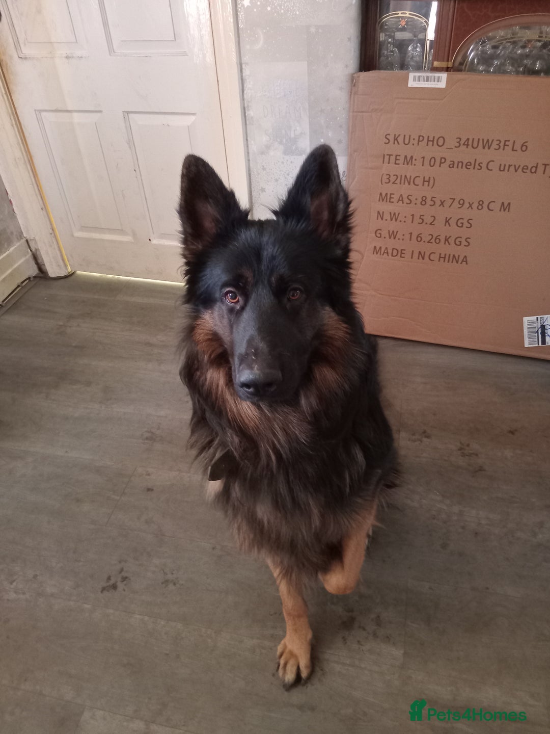 German Shepherd dogs for sale: Zeus  - Advert 1