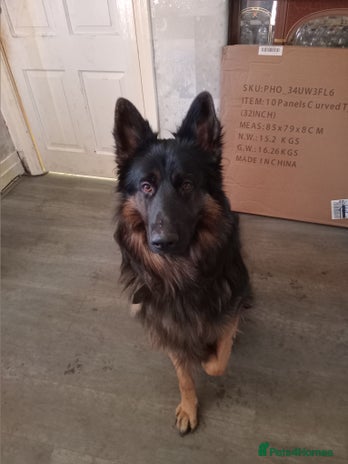 German Shepherd dogs Zeus - Advert 1