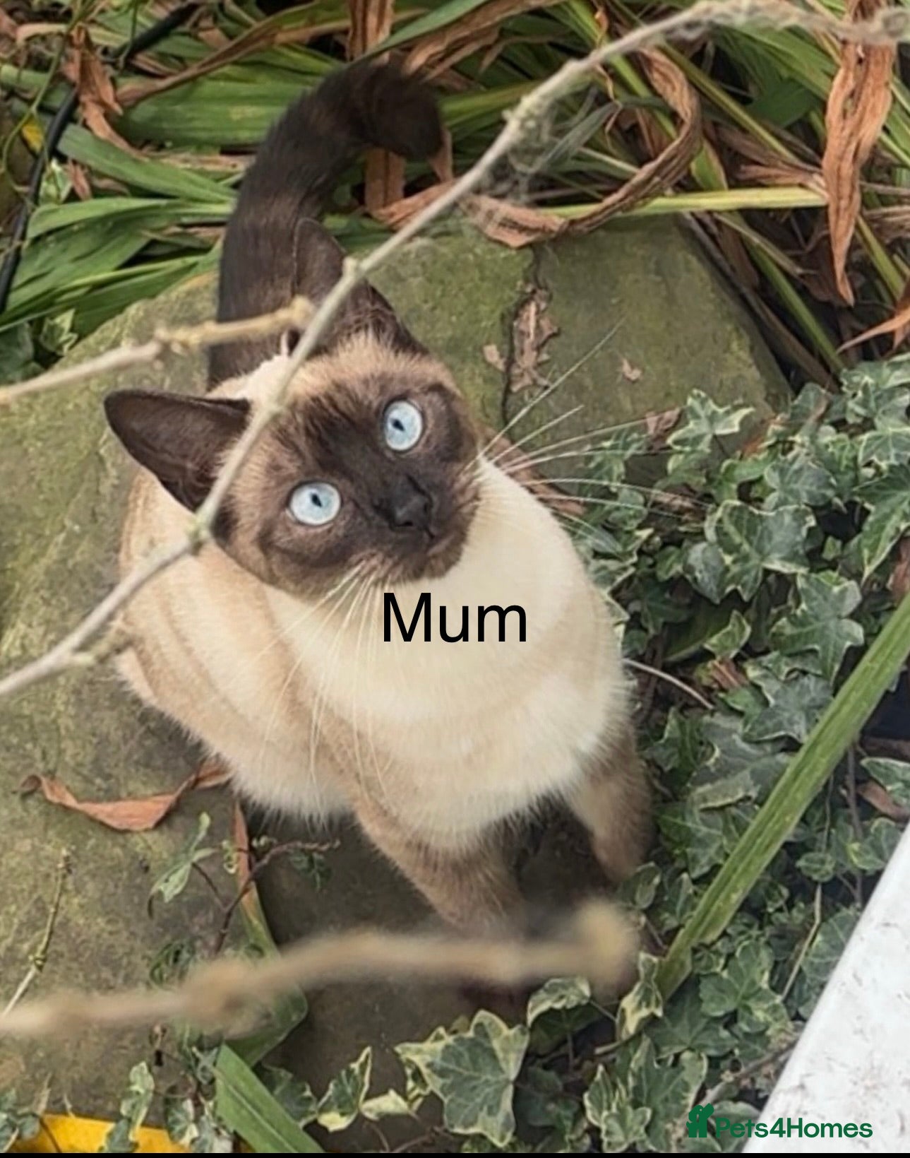 Siamese cats Siamese x Maine Coon Ready for Loving Homes 🐾 - Advert 13