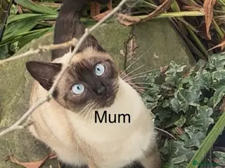 Siamese cats Siamese x Maine Coon Ready for Loving Homes 🐾 - Advert 13