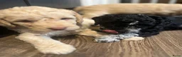 Labradoodle dogs for sale: Labradoodles (F1B) in London W8. READY TO GO HOME - Advert 16