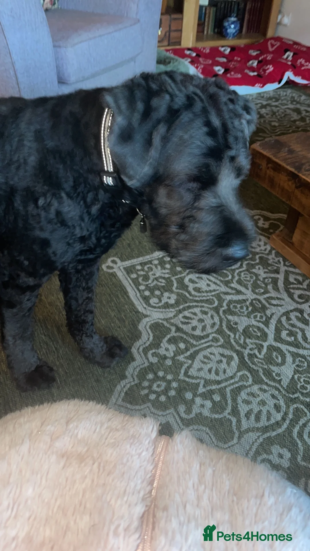 Saint Berdoodle dogs for sale: Ralphie Saint Bernadoodle - Advert 2