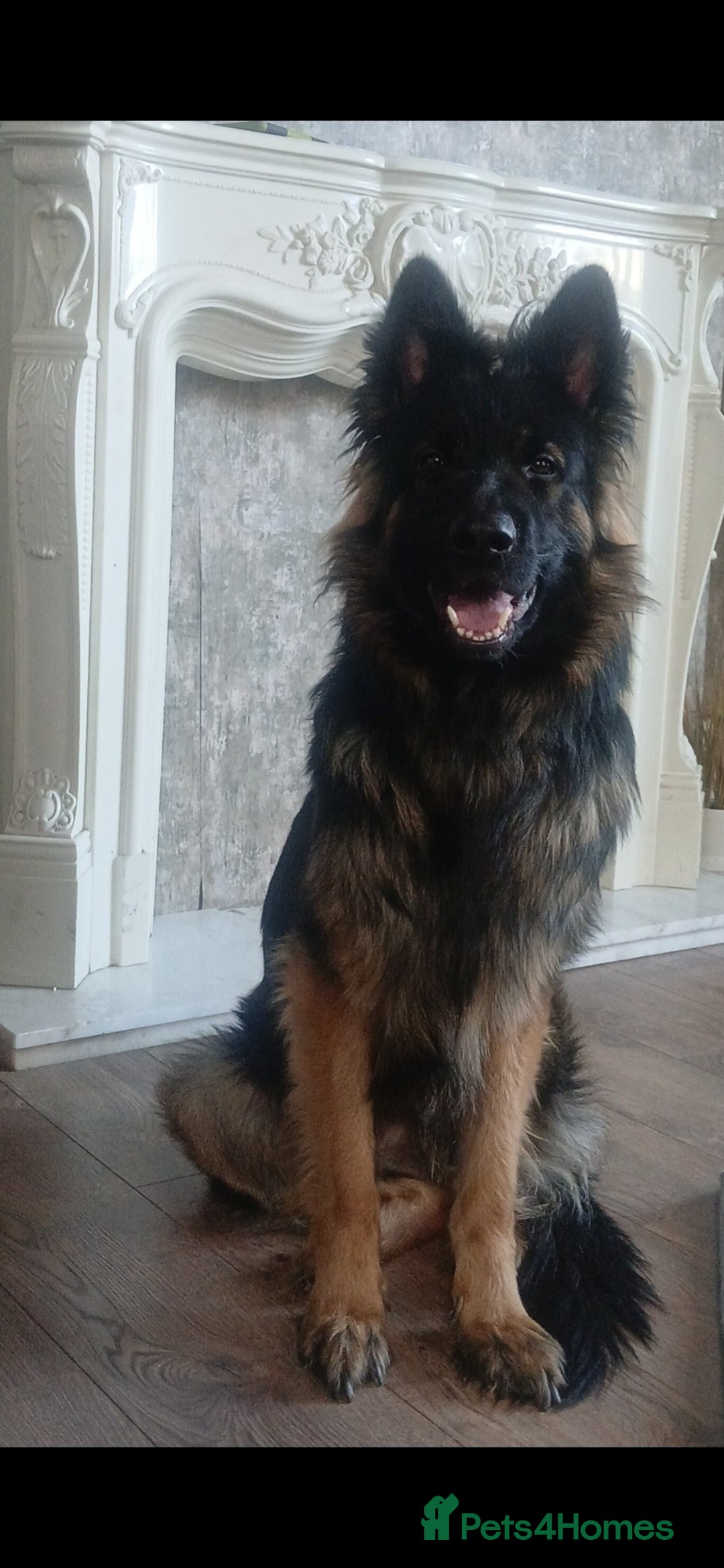 German Shepherd dogs for sale: 💥 chunky German Shepherd's 💥 - Image 13