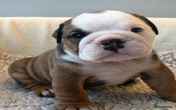 English Bulldog dogs for sale:  champion rosebull his royal highness puppies - Image 23