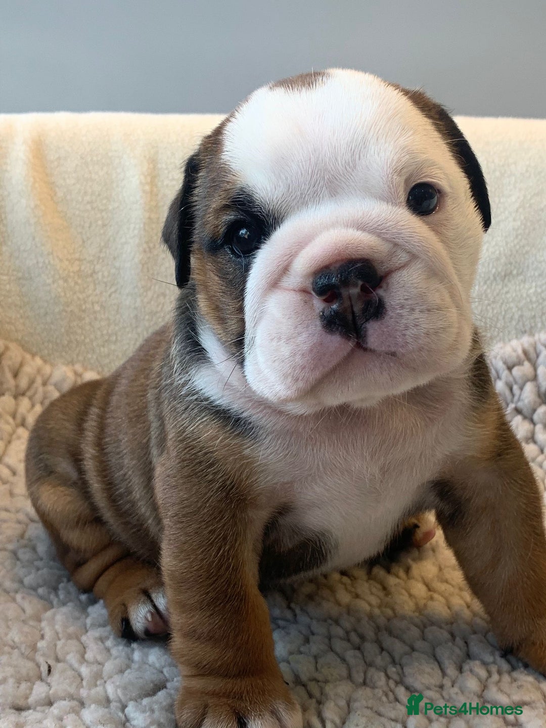 English Bulldog dogs for sale:  champion rosebull his royal highness puppies - Image 23