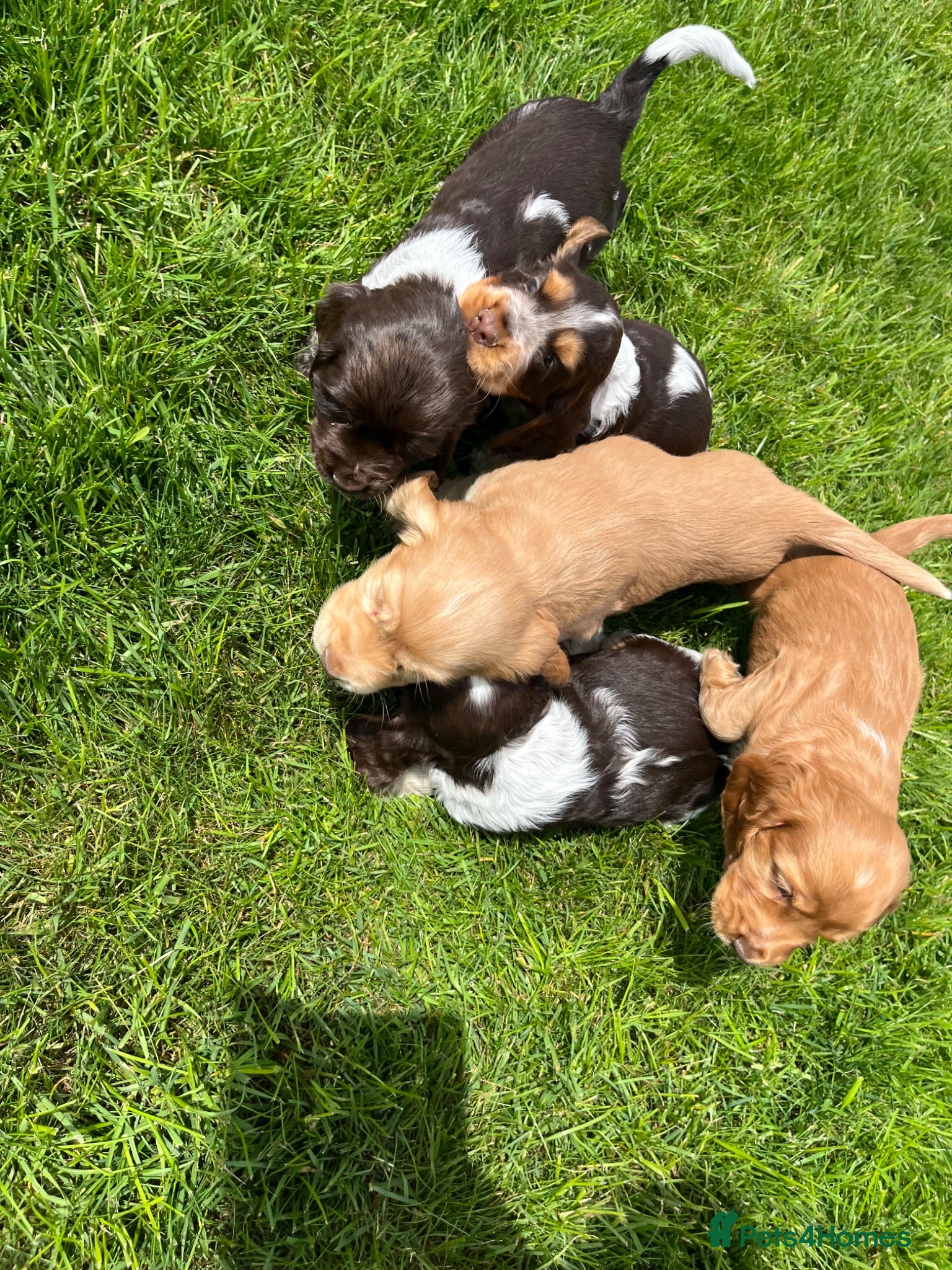 Cocker Spaniel dogs Fantastic HEALTH tested KC REG show type cocker 🐶 - Advert 2