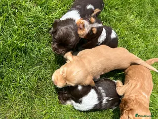 Cocker Spaniel dogs Fantastic HEALTH tested KC REG show type cocker 🐶 - Advert 2