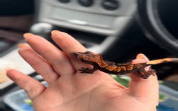 Gecko reptiles for sale: Brown Dalmatian Crested Gecko in Banbury - Image 25
