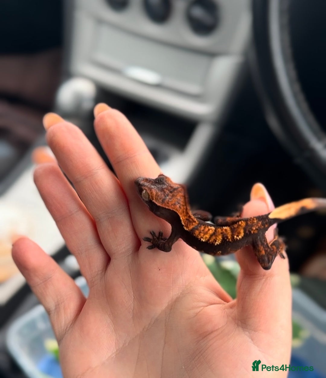 Gecko reptiles for sale: Brown Dalmatian Crested Gecko in Banbury - Image 25