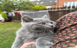 British Shorthair cats for sale: Beautiful Blue British Shorthair Kittens - Image 20