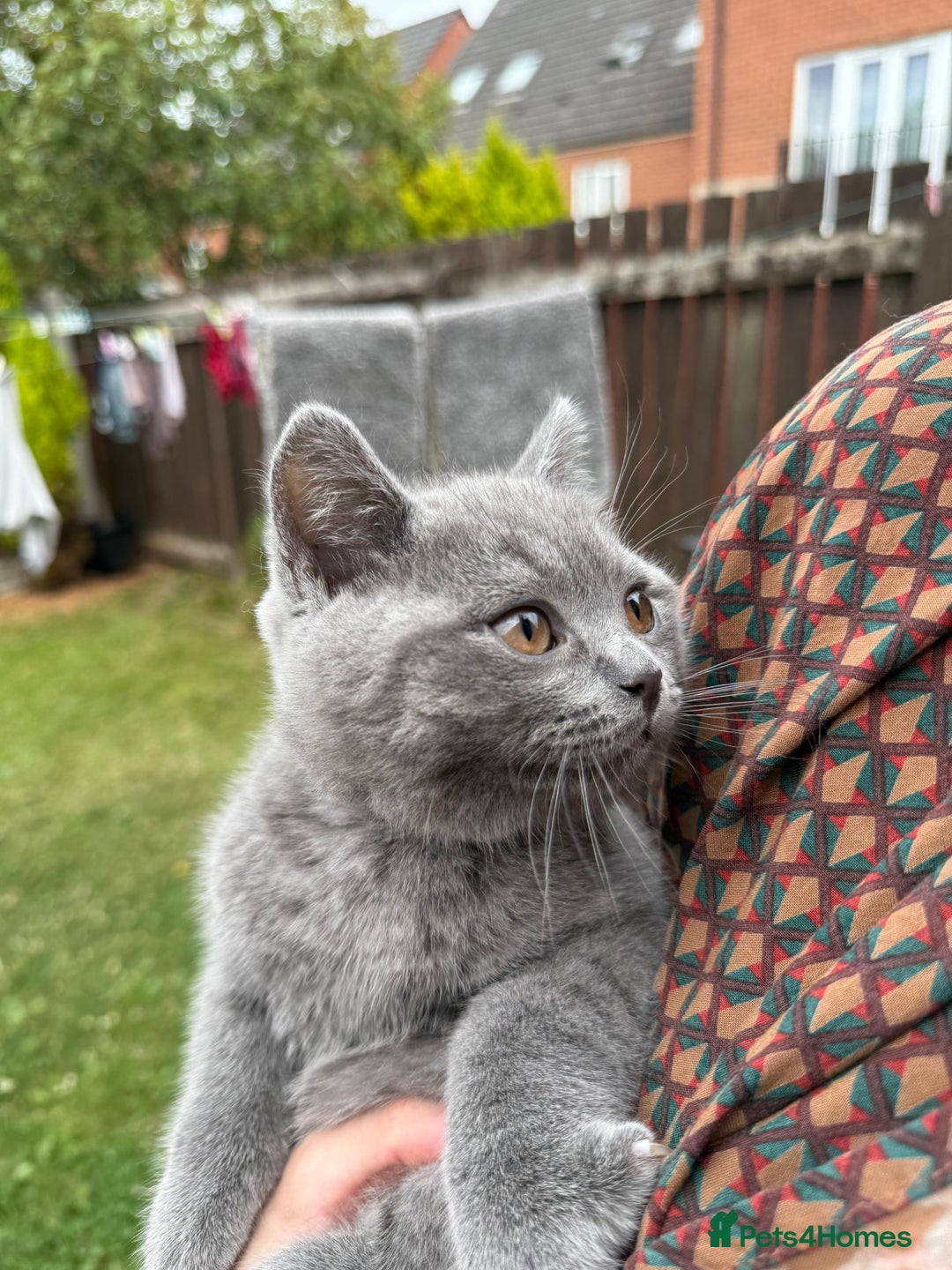 British Shorthair cats for sale: Beautiful Blue British Shorthair Kittens - Image 20