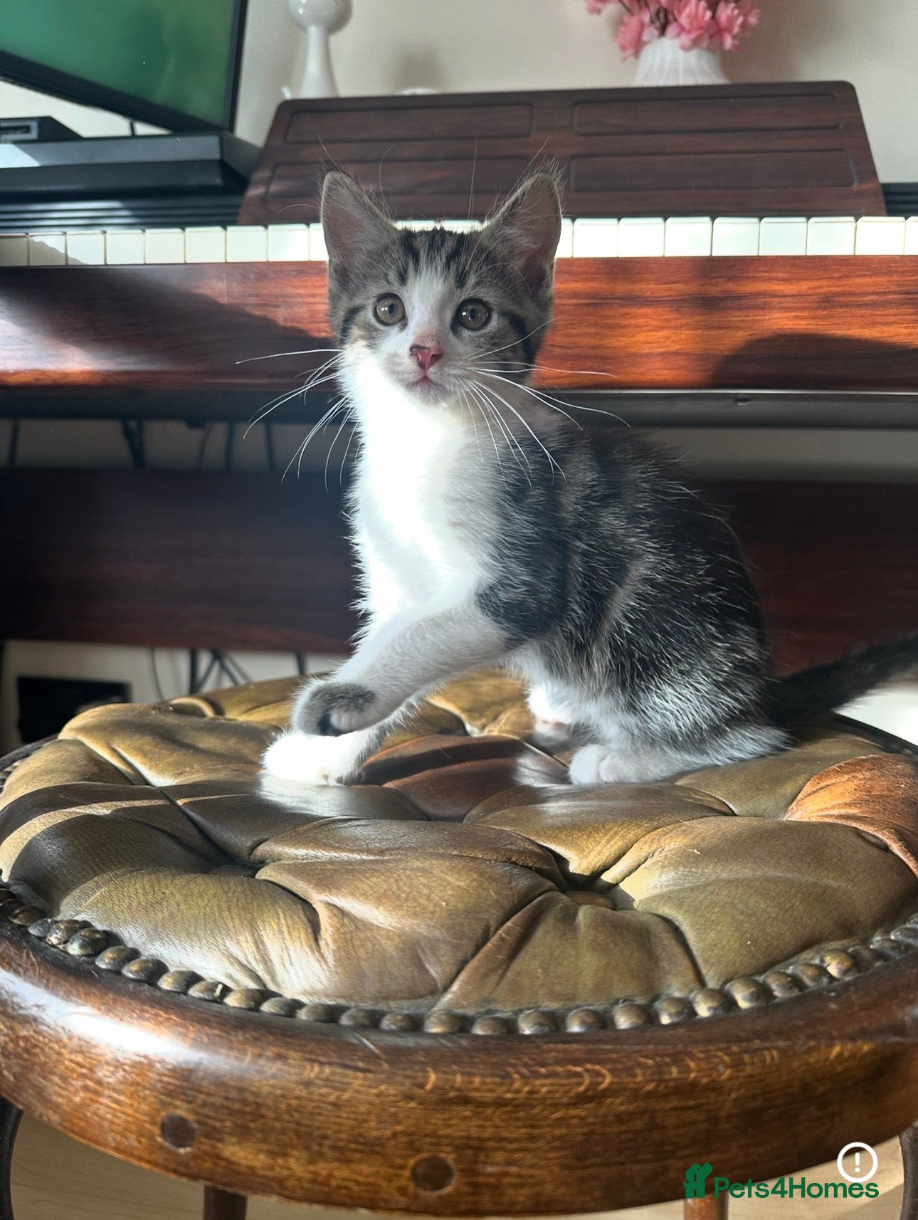 Ragdoll cats for sale: Ready NOW4 Kittens – Ragdoll Mom &shorthair Dad 🐾 - Advert 1