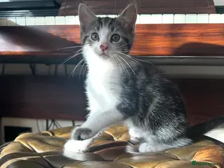 Ragdoll cats Ready NOW4 Kittens – Ragdoll Mom &shorthair Dad 🐾 - Advert 4