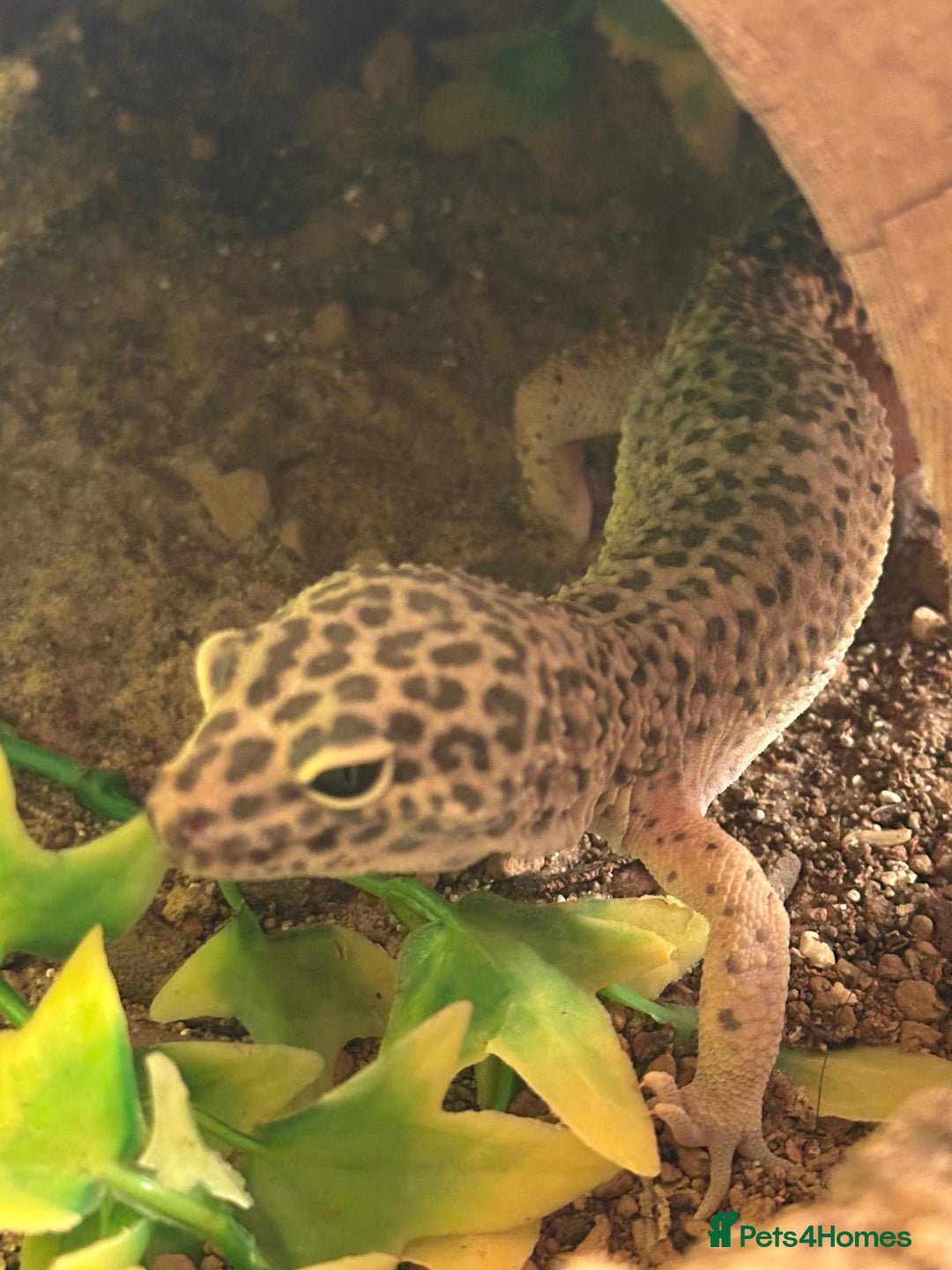Leopard Gecko reptiles for sale: Leopard geckos + full set up - Advert 3