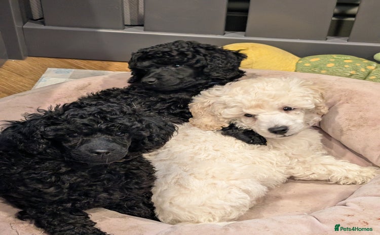 Miniature Poodle dogs - Advert 16