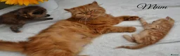 Persian cats for sale: Adorable Persian Kittens! in Edinburgh - Advert 12