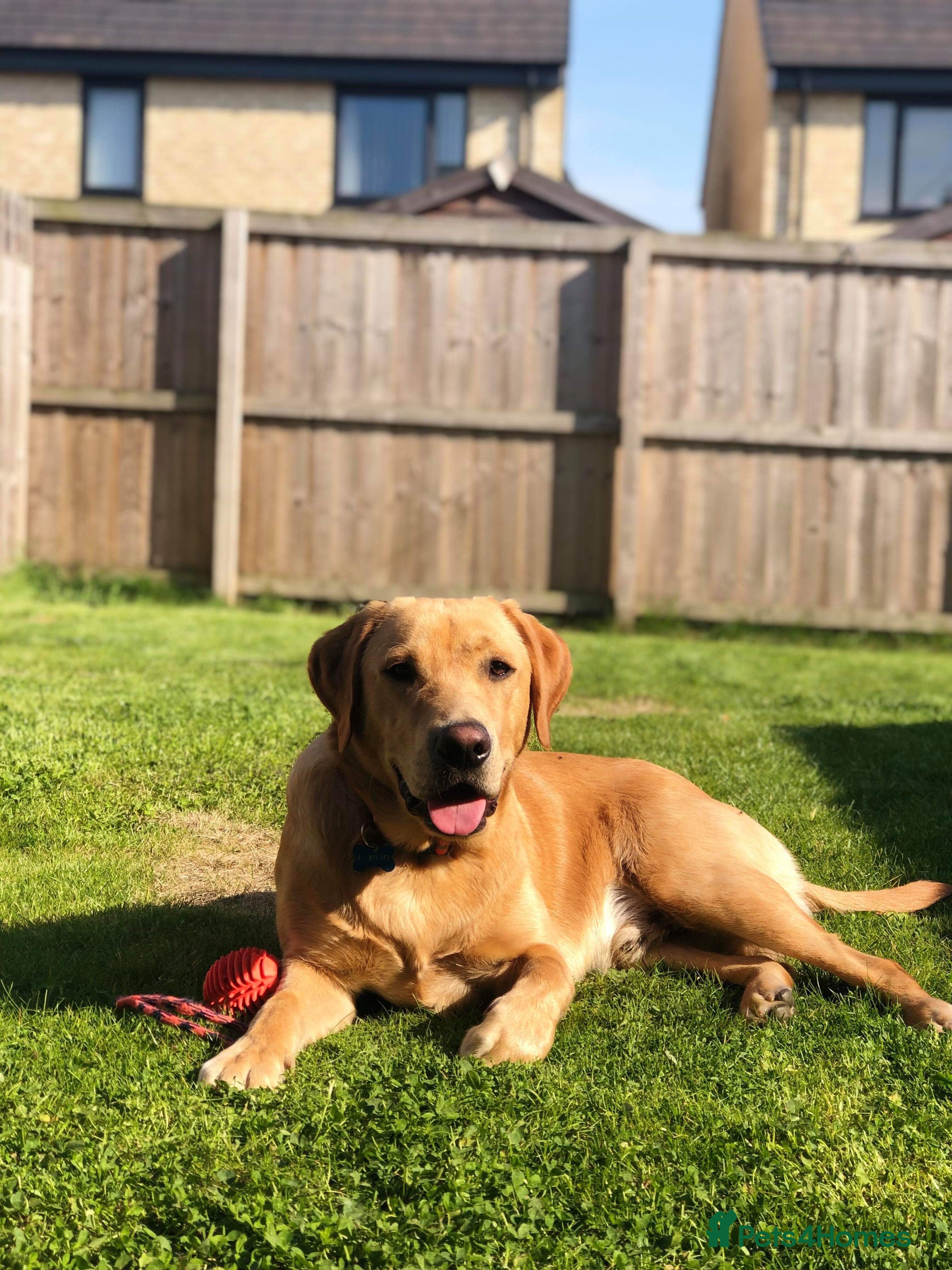 Labrador Retriever dogs Loving boy for stud x - Advert 19