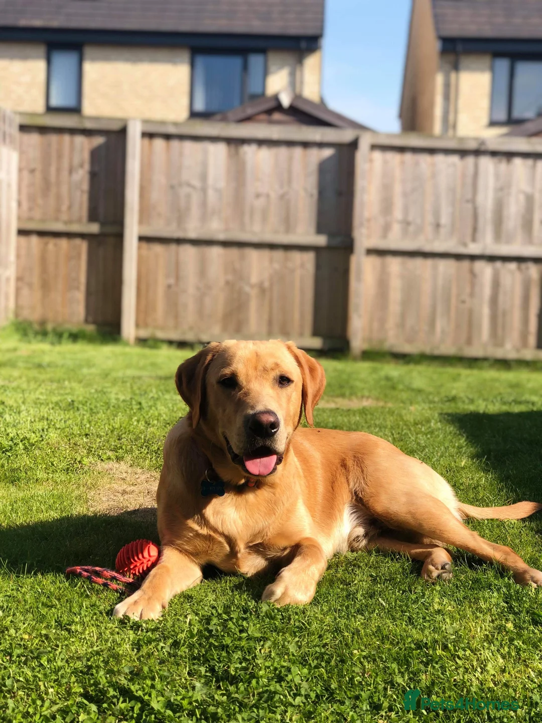 Labrador Retriever dogs for stud: Loving boy for stud x - Advert 1