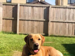 Labrador Retriever dogs Loving boy for stud x - Advert 19