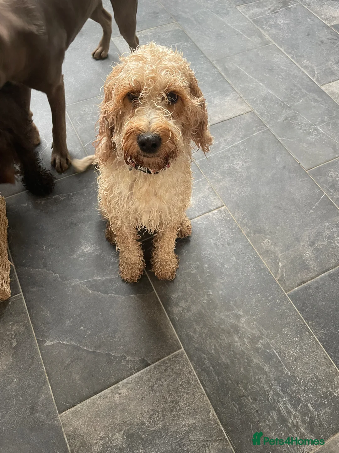 Cockapoo dogs for sale: Golden cockapoo in Derby - Advert 5