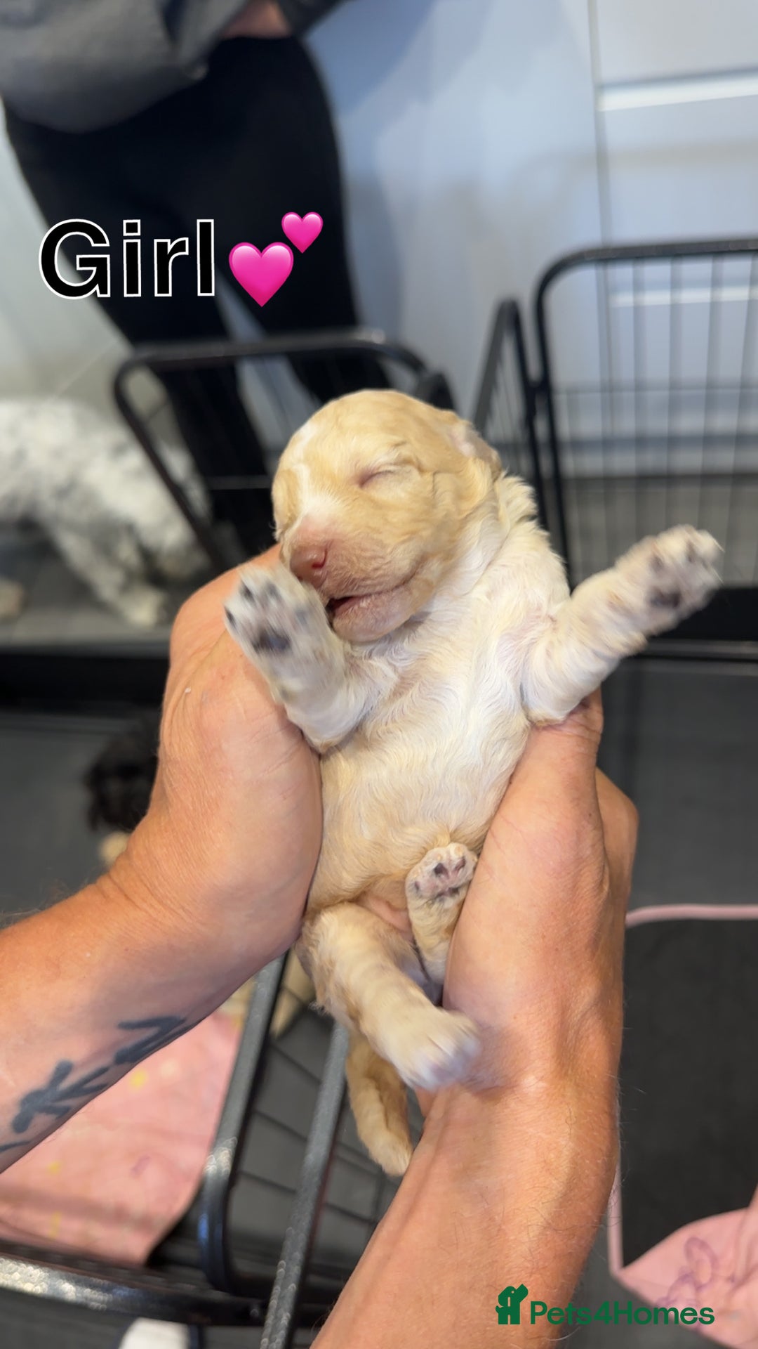Cockapoo dogs for sale: F2 Cockapoo puppies - Image 3