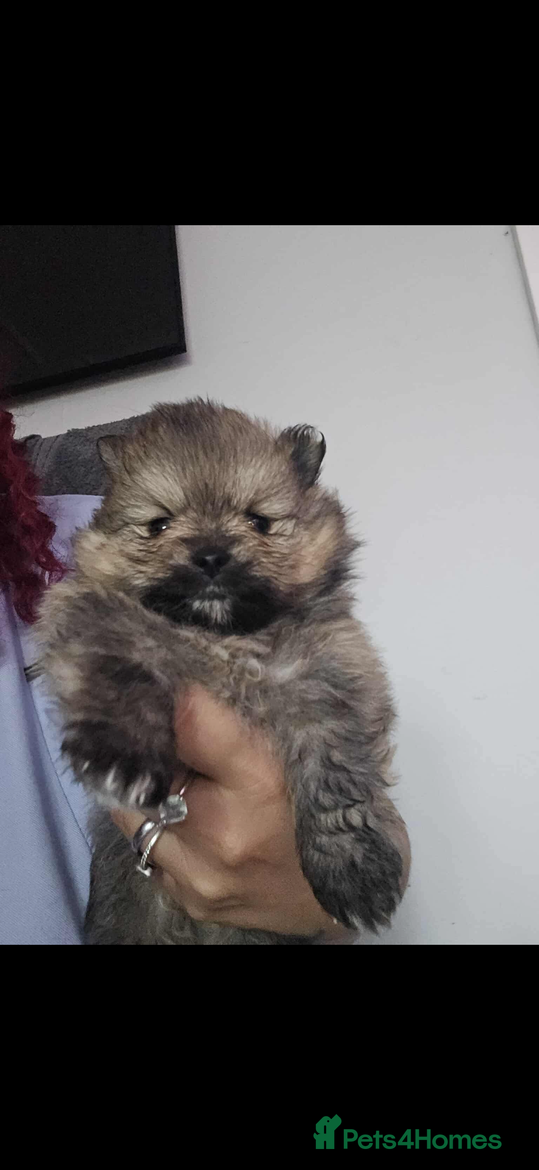Pomeranian dogs for sale: Beautiful miniature Pomeranians  - Image 10