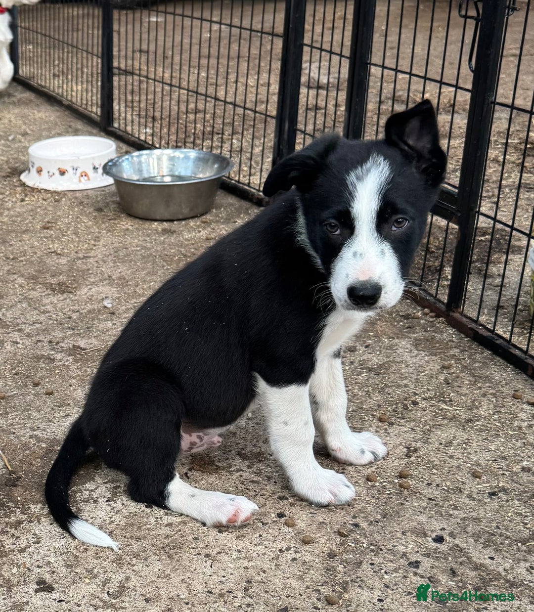 Border Collie dogs for sale: Beautiful Border Collie Puppies - Image 4