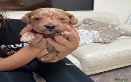 Cockapoo dogs for sale: Adorable cockapoo puppies for sale  - Image 16