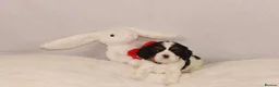 Cavalier King Charles Spaniel dogs for sale: Beautiful two puppies left ready now :)  - Advert 7
