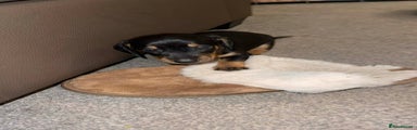 Dachshund Puppy 2